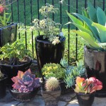 Pots-In-Gardens9